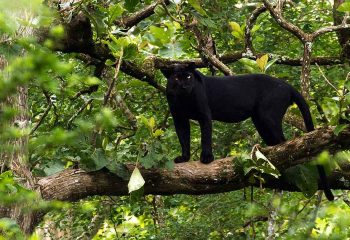 1071px-Black_Panther_-_India_11zon (1)