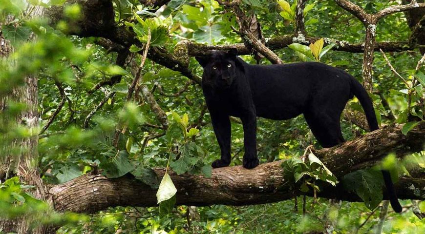 1071px-Black_Panther_-_India_11zon (1)