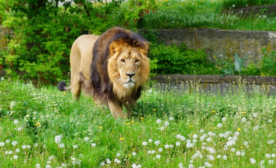 Asiatic Lion