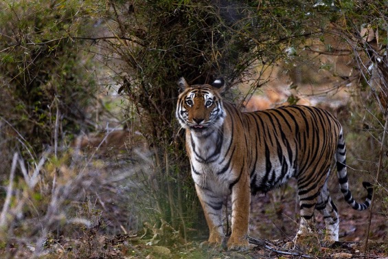 A tiger resting in the jungle of Bandhavgarh.