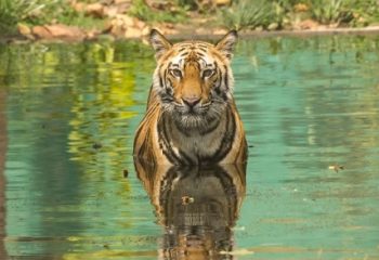 Bandhavgarh National Park