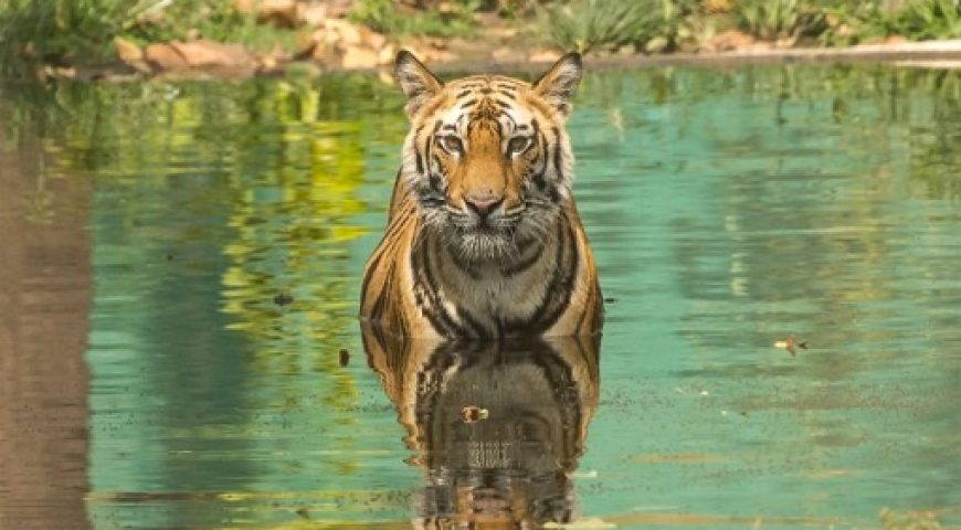 Bandhavgarh National Park