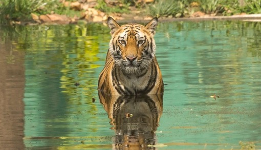 Bandhavgarh National Park