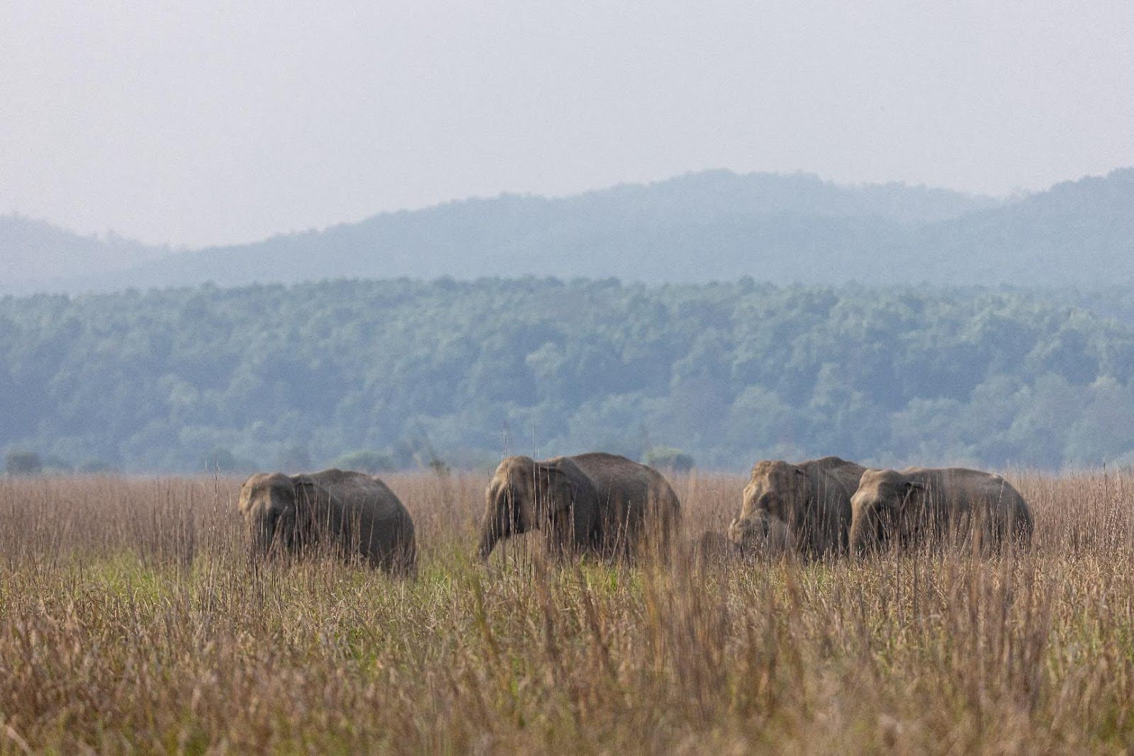 Wild elephants near riverbank in Jim Corbett National Park