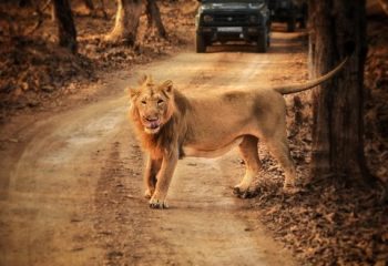 Gir National Park