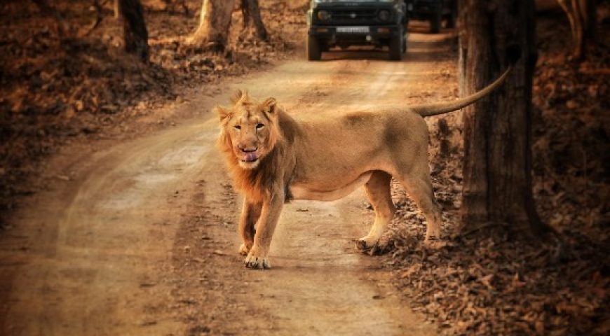 Gir National Park