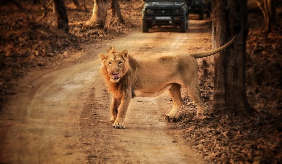 Asiatic lions walking on a safari track in Gir National Park.