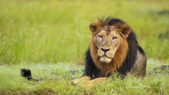 A male Asiatic lion with a full, dark mane sits regally on the dry, grassy ground of Gir National Park.
