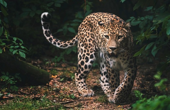 Indian Leopard