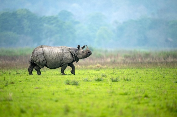 Indian Rhinoceros