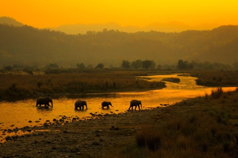 Jim Corbett National Park