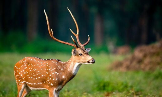 Kanha National Park