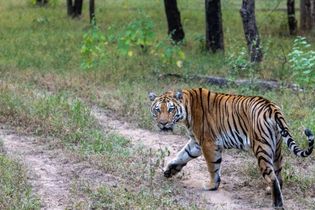 Pench National Park