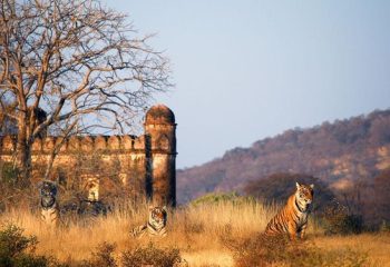 Ranthambore National Park