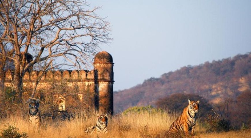 Ranthambore National Park