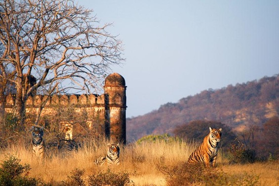 Tigers around Ranthambore Fort visible in the distance.