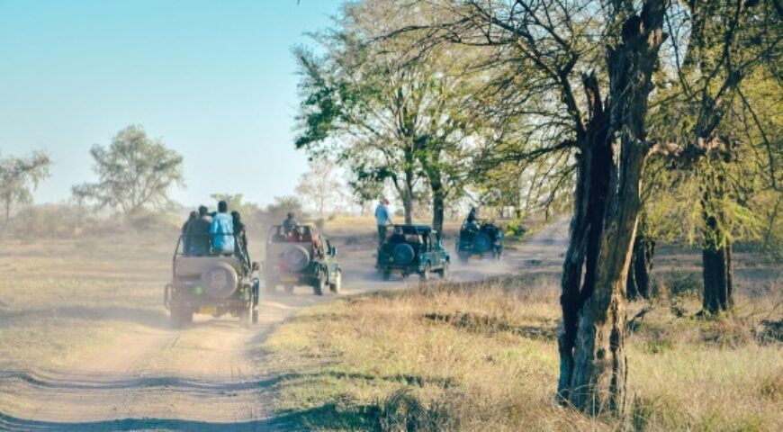 Tadoba vs Kanha
