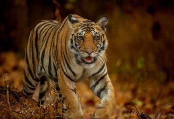 The Wildlife Experience