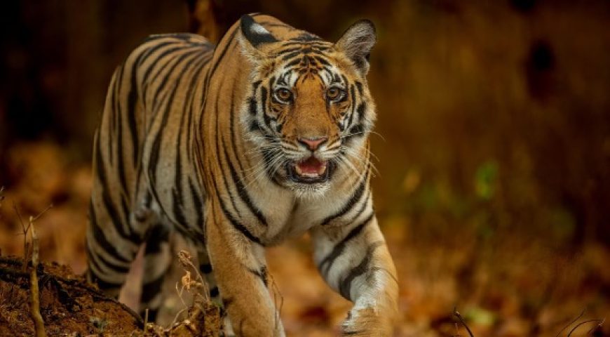 The Wildlife Experience