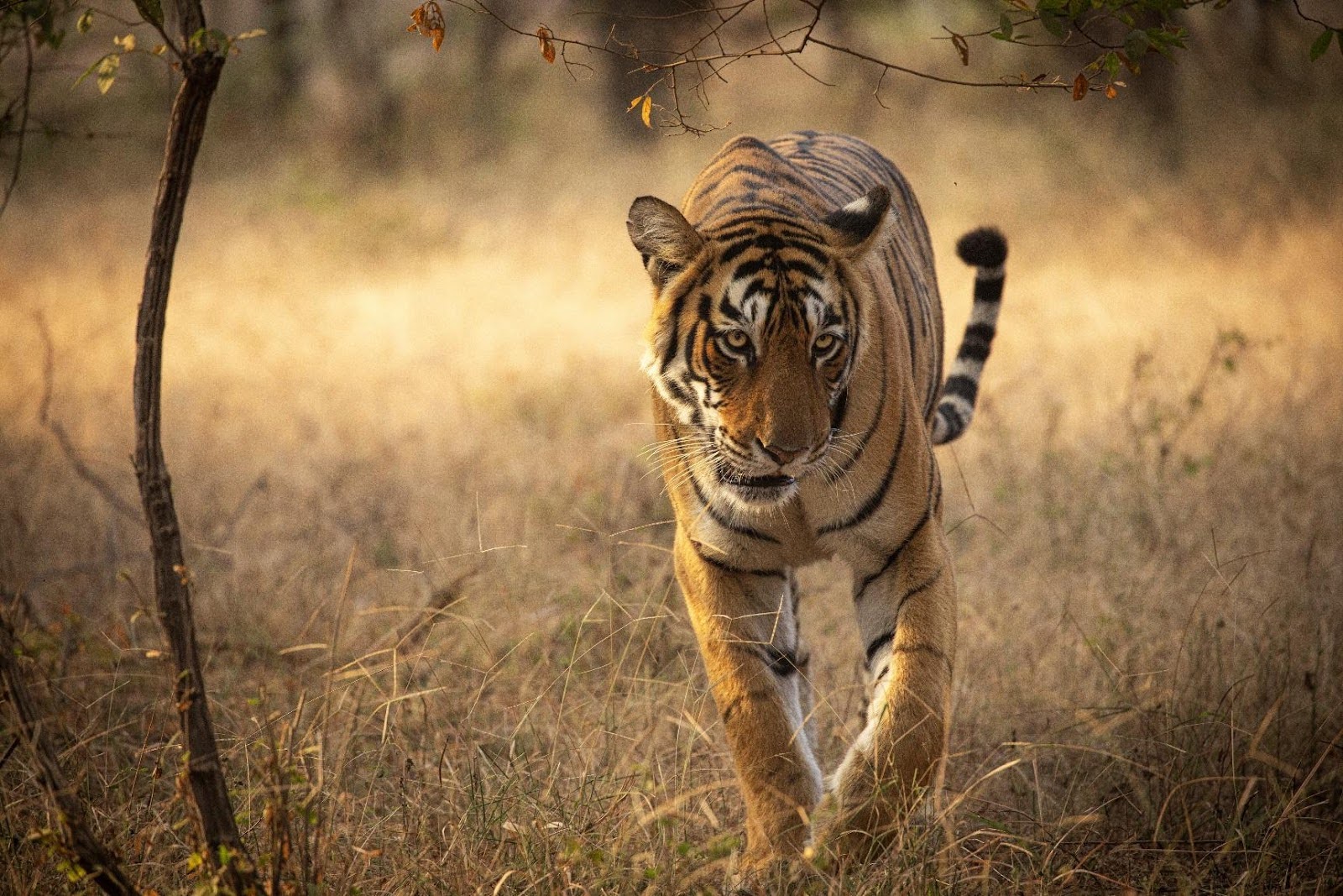 Tiger walking on a dry forest track at Ranthambore