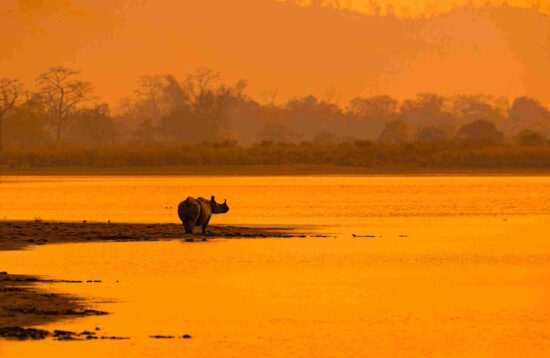 A majestic one-horned rhinoceros stands on the banks of the Brahmaputra River in Kaziranga National Park, silhouetted against a golden sunset.
