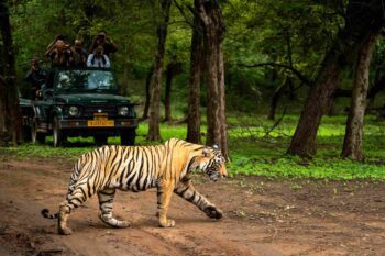 A Royal Bengal Tiger, reminiscent of Shere Khan, strolling confidently on a jungle safari track in Pench, while amazed spectators in jeeps watch in awe.