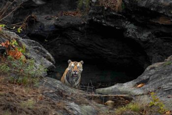 A Royal Bengal Tiger emerging from a stone cave in Bandhavgarh National Park.