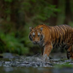 Beautiful female tigress walking across a stream of water in Bandhavgarh National Park with reflection in water, low angle shot