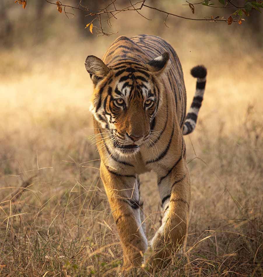 Ranthambore National Park & Luxury Jungle Safari | Into The Wild