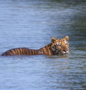 Sundarbans Tiger Reserve Tiger Swimming