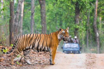 Royal Bengal Tiger crossing the road in Bandhavgarh National Park