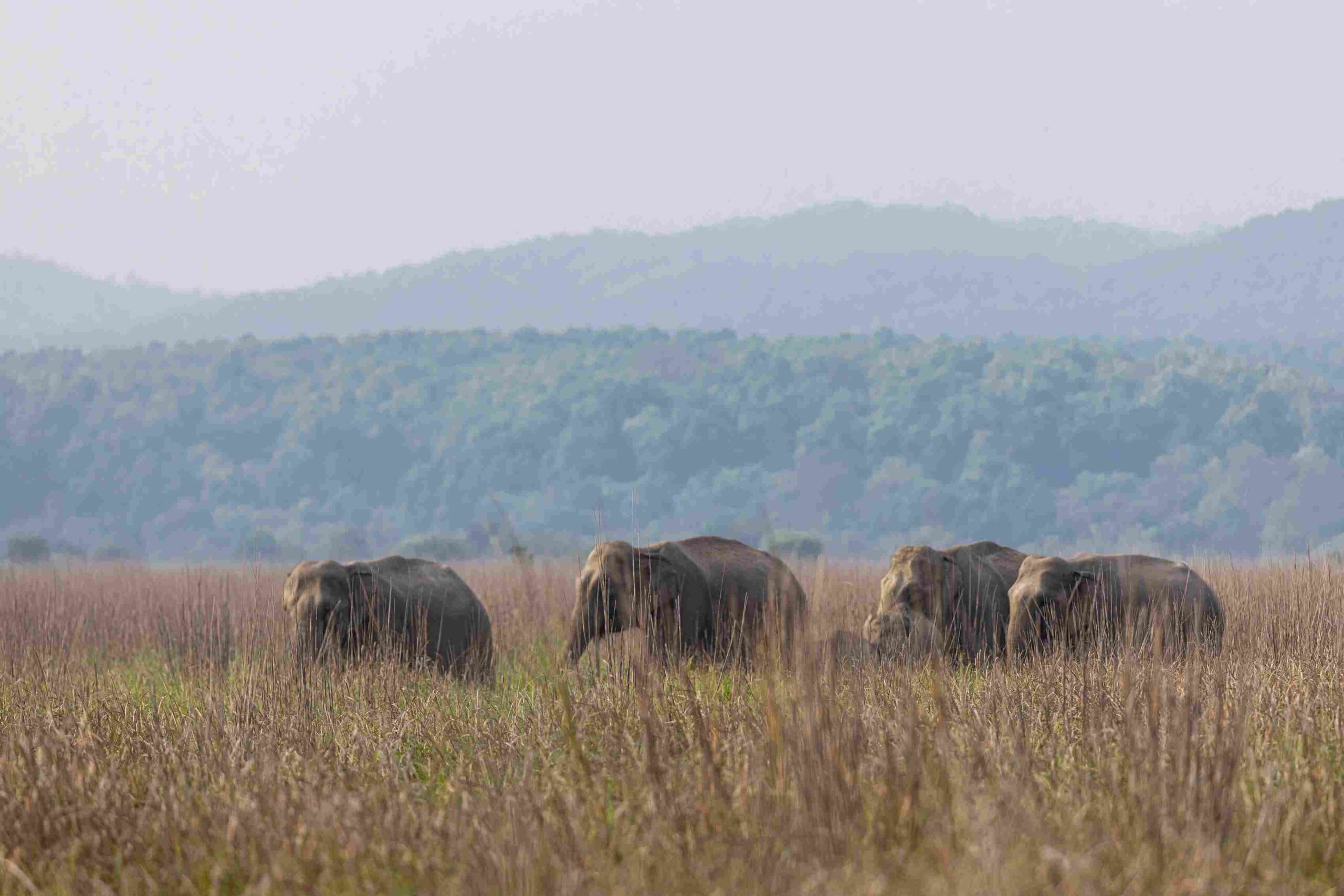 A herd of elephants moving through the grasslands of Corbett National Park.