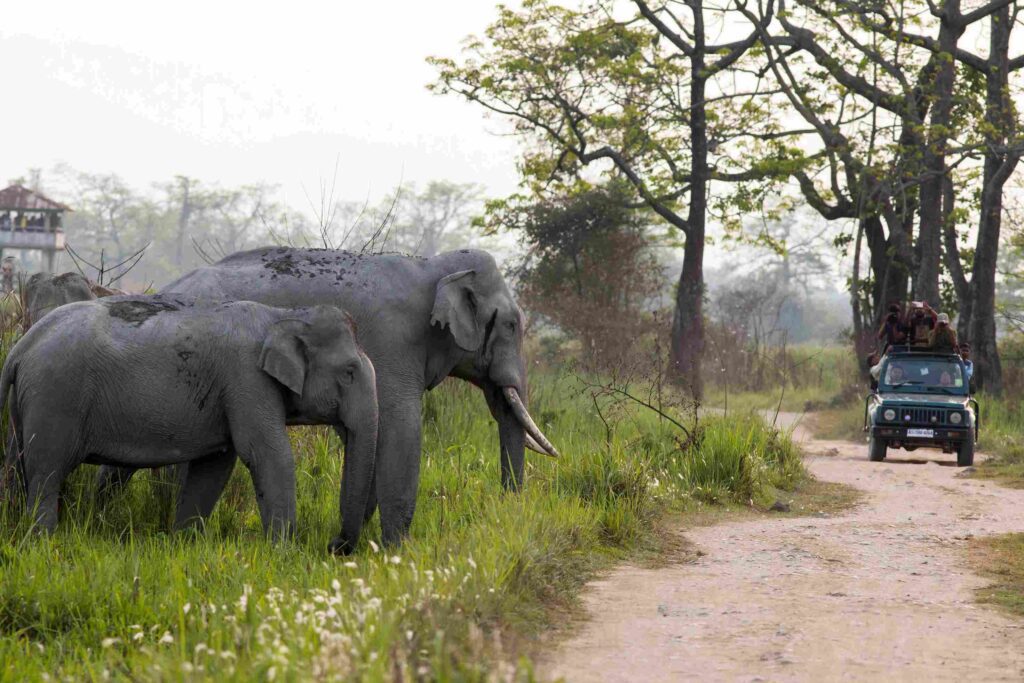 A Majestic Elephant and Its Calf on a Safari Trail A Majestic Elephant and Its Calf on a Safari Trail