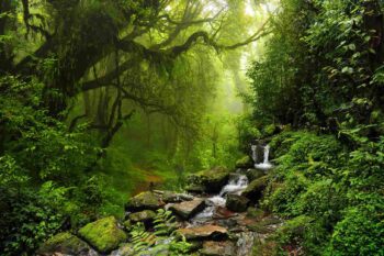 A dense, lush green rainforest with towering trees and rich vegetation.