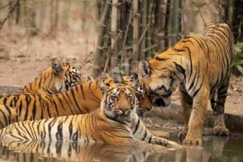 Four tigers sitting in a waterhole at Tadoba Andhari Tiger Reserve, showcasing the park’s rich wildlife and natural habitat