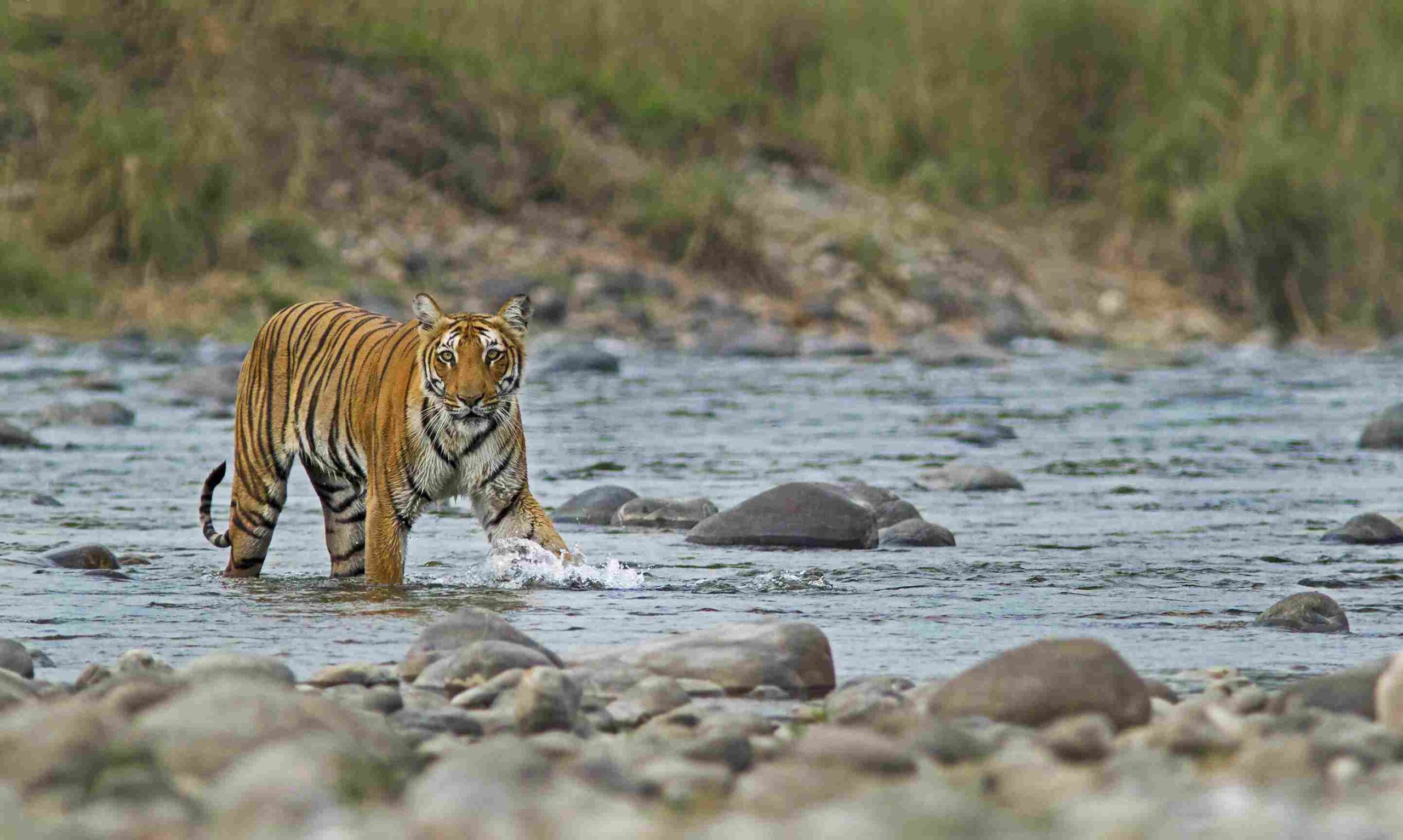 A Royal Bengal Tiger crossing a stream in Corbett National Park.