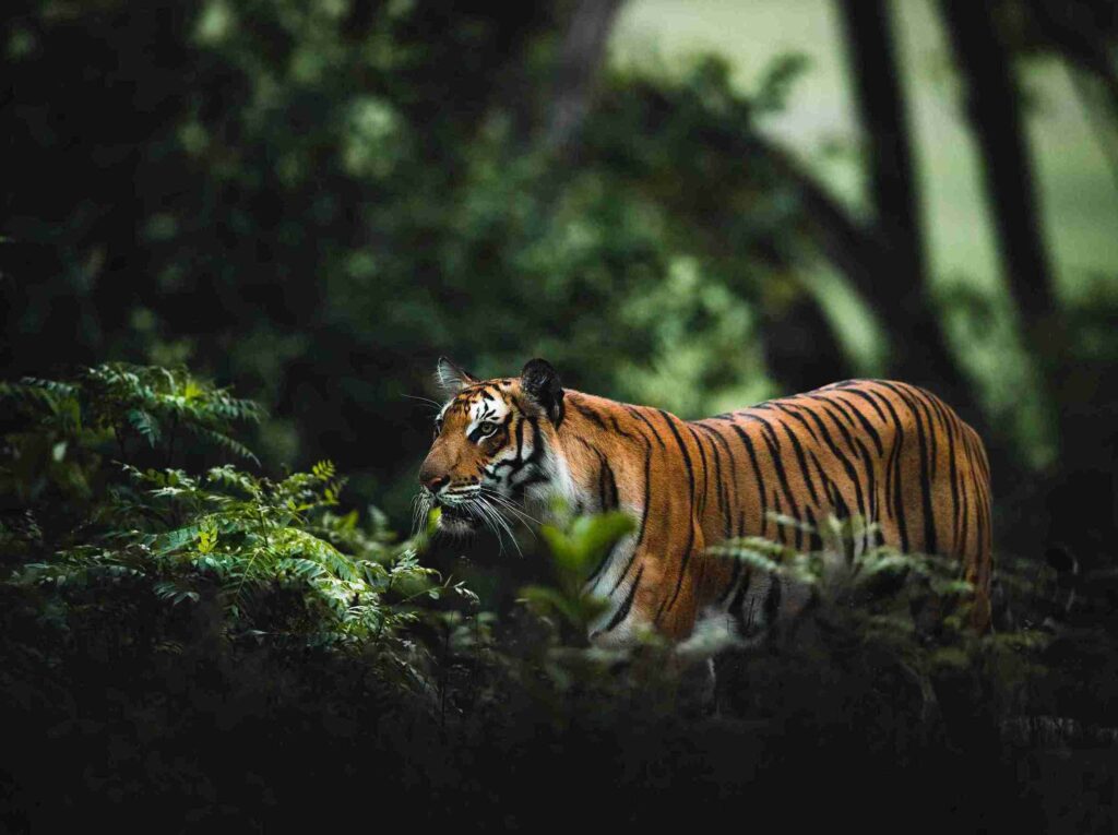 A majestic tiger strolling through the dense forest of Kanha, showcasing its power and grace.