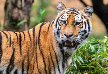 Majestic Tiger in the Lush Rainforest of Kabini