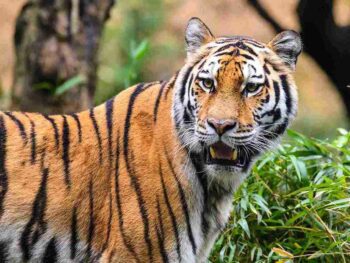 A stunning Royal Bengal Tiger captured in the dense rainforest of Kabini National Park.
