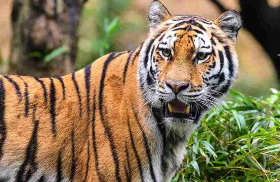 A stunning Royal Bengal Tiger captured in the dense rainforest of Kabini National Park.