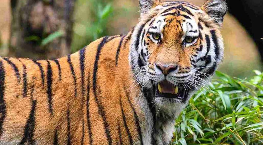 Majestic Tiger in the Lush Rainforest of Kabini