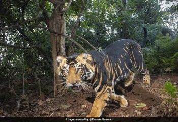 Rare Black Tiger of Odisha – Melanistic Tiger in Similipal Reserve