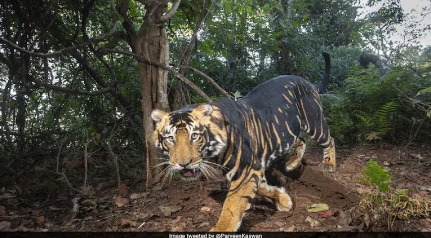 Rare Black Tiger of Odisha – Melanistic Tiger in Similipal Reserve