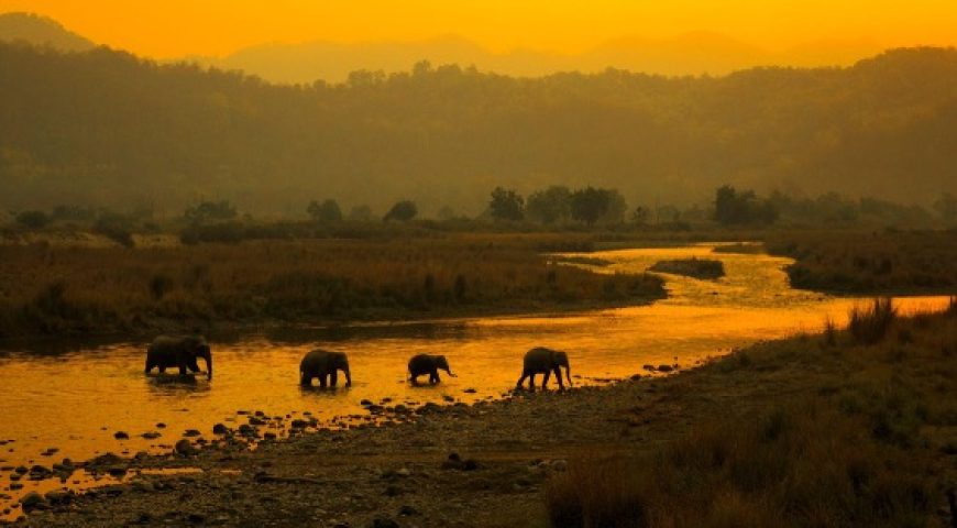 bestwildlife