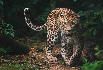 A Kabini leopard blends perfectly into its forest surroundings, showcasing the big cat’s incredible camouflage skills.