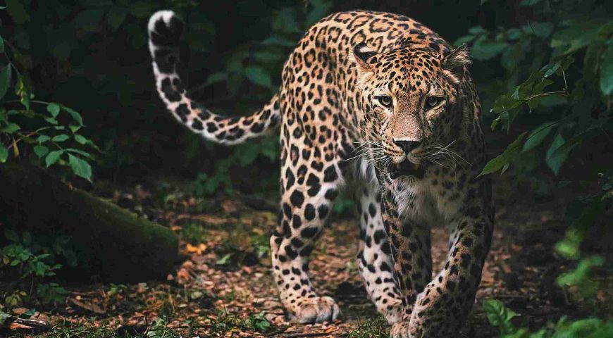 A Kabini leopard blends perfectly into its forest surroundings, showcasing the big cat’s incredible camouflage skills.